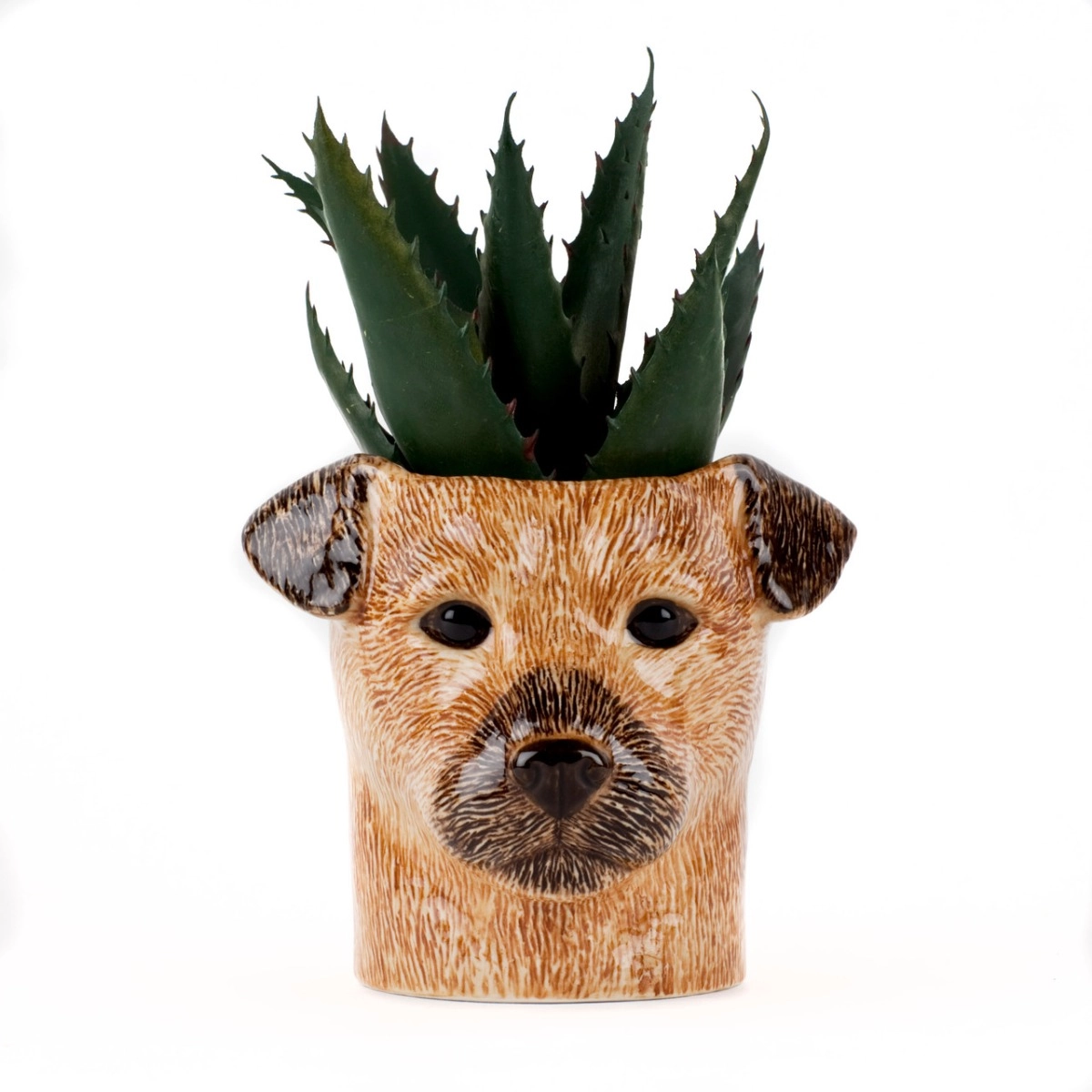 Pote Border Terrier Pote Border Terrier