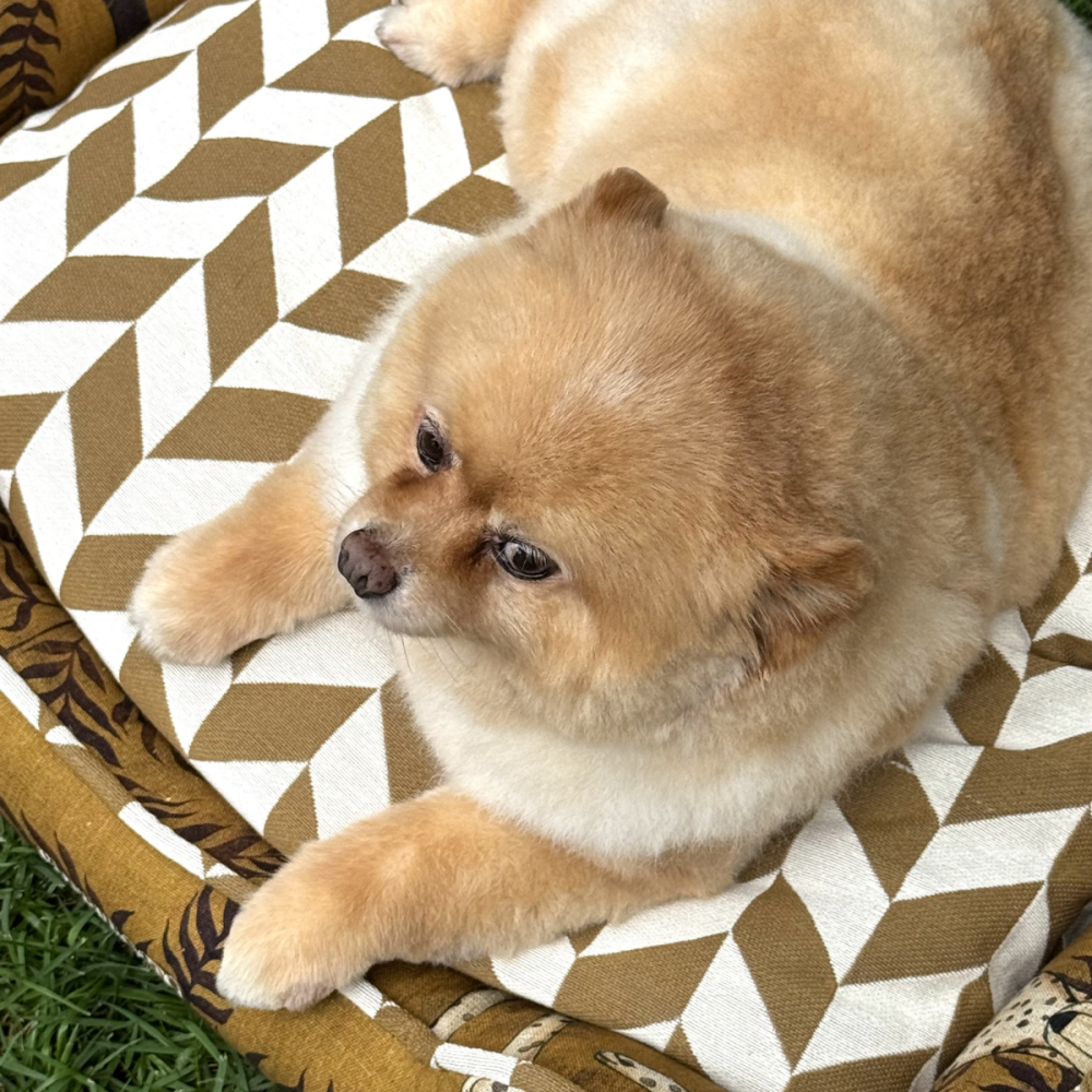 Cama London Dogs Oslo Cama London Dogs Oslo