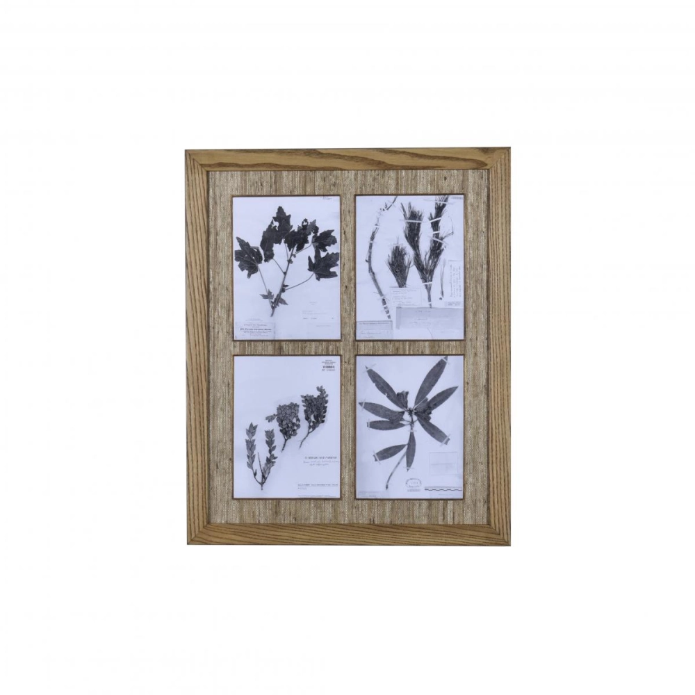 Gravura Herbário Quádruplo PB VI Gravura Herbário Quádruplo PB VI
