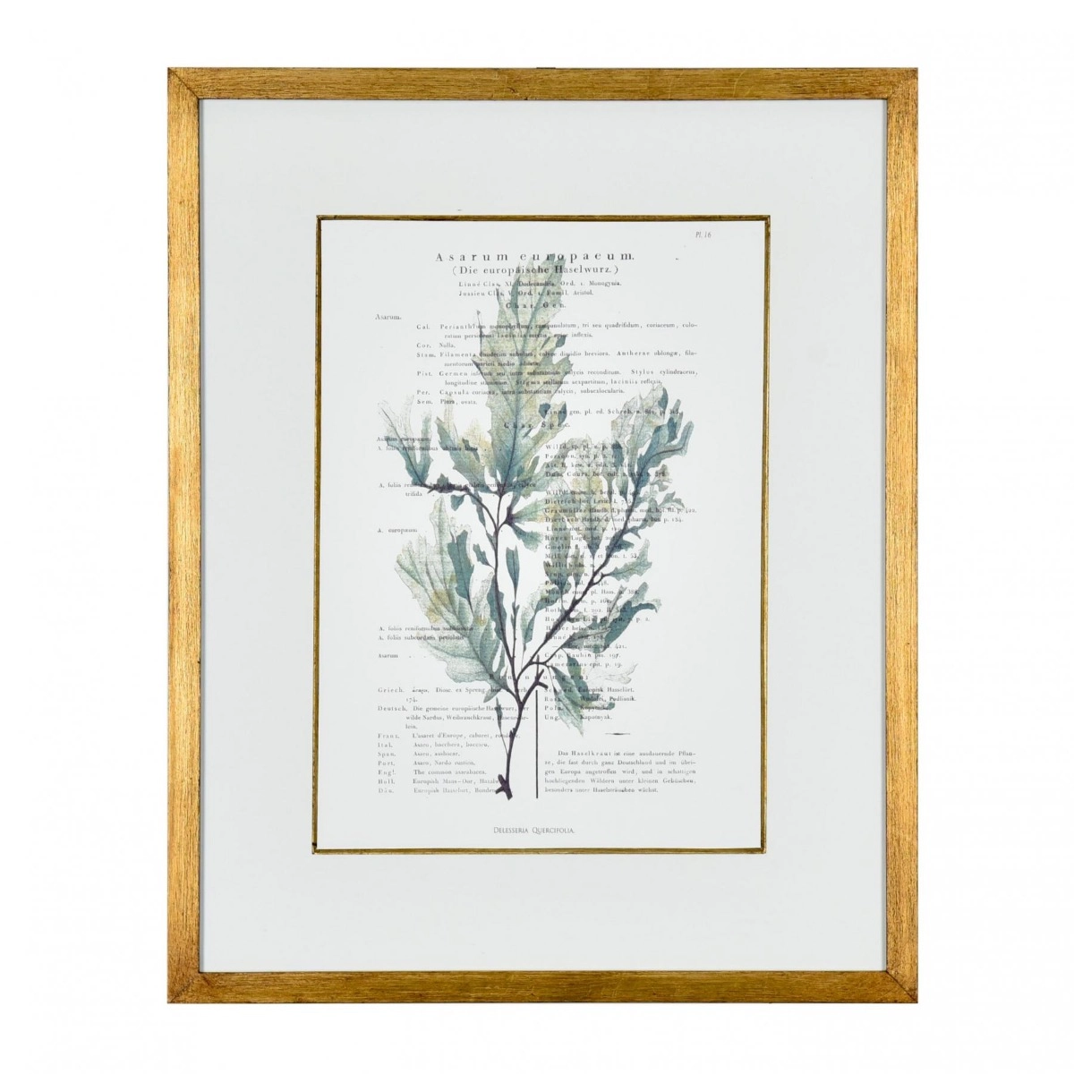 Gravura Algas do Mar III - SKU 07202408V2