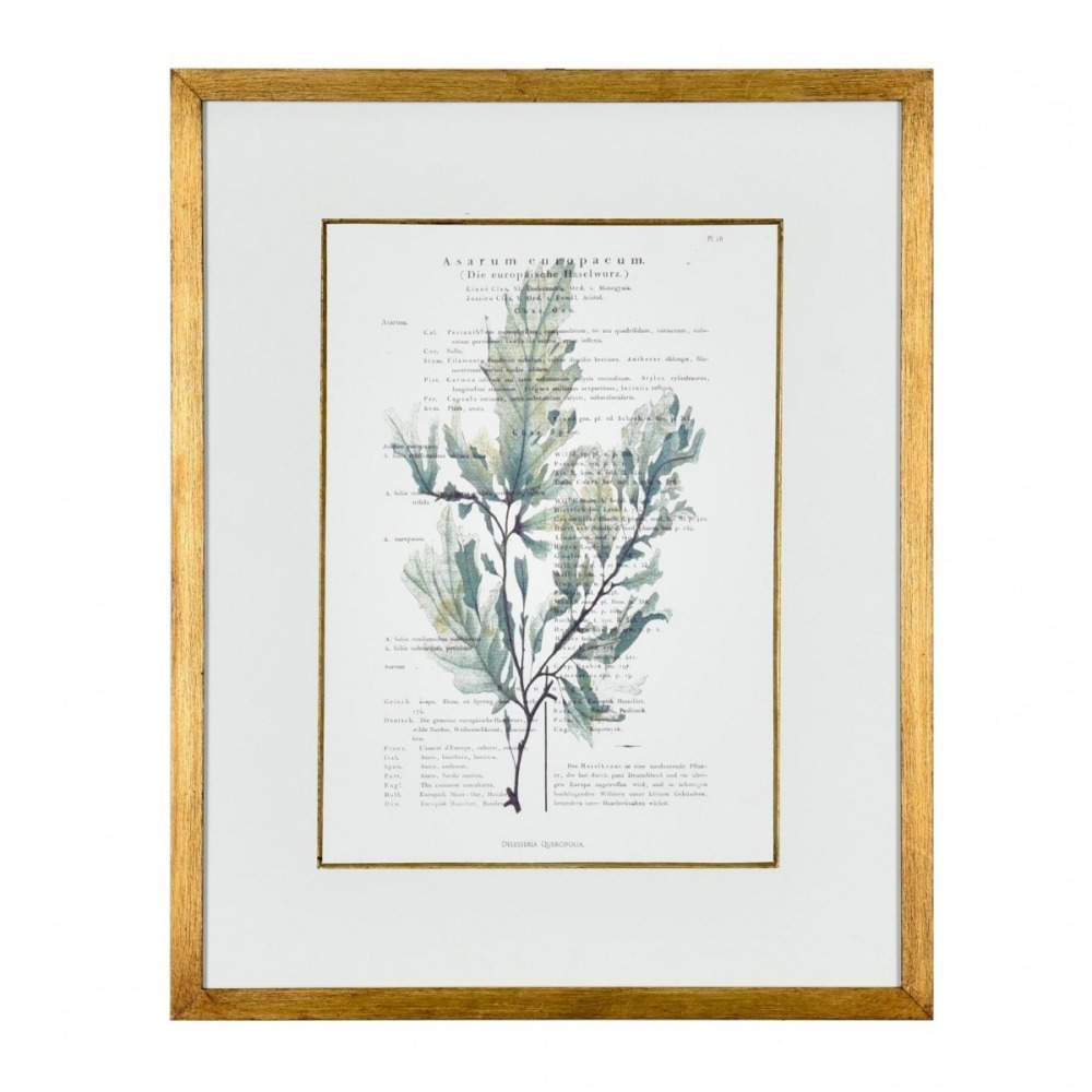 Gravura Algas do Mar III