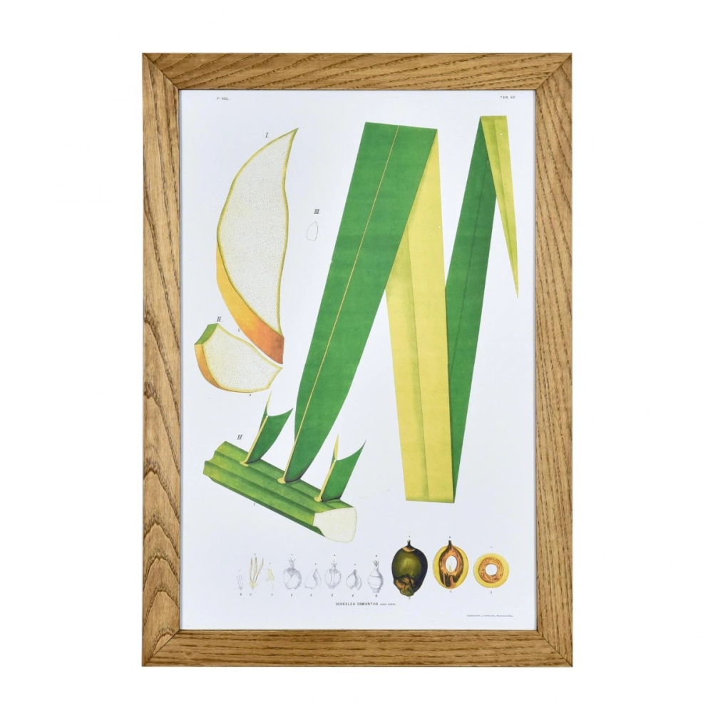 Gravura Botânica I