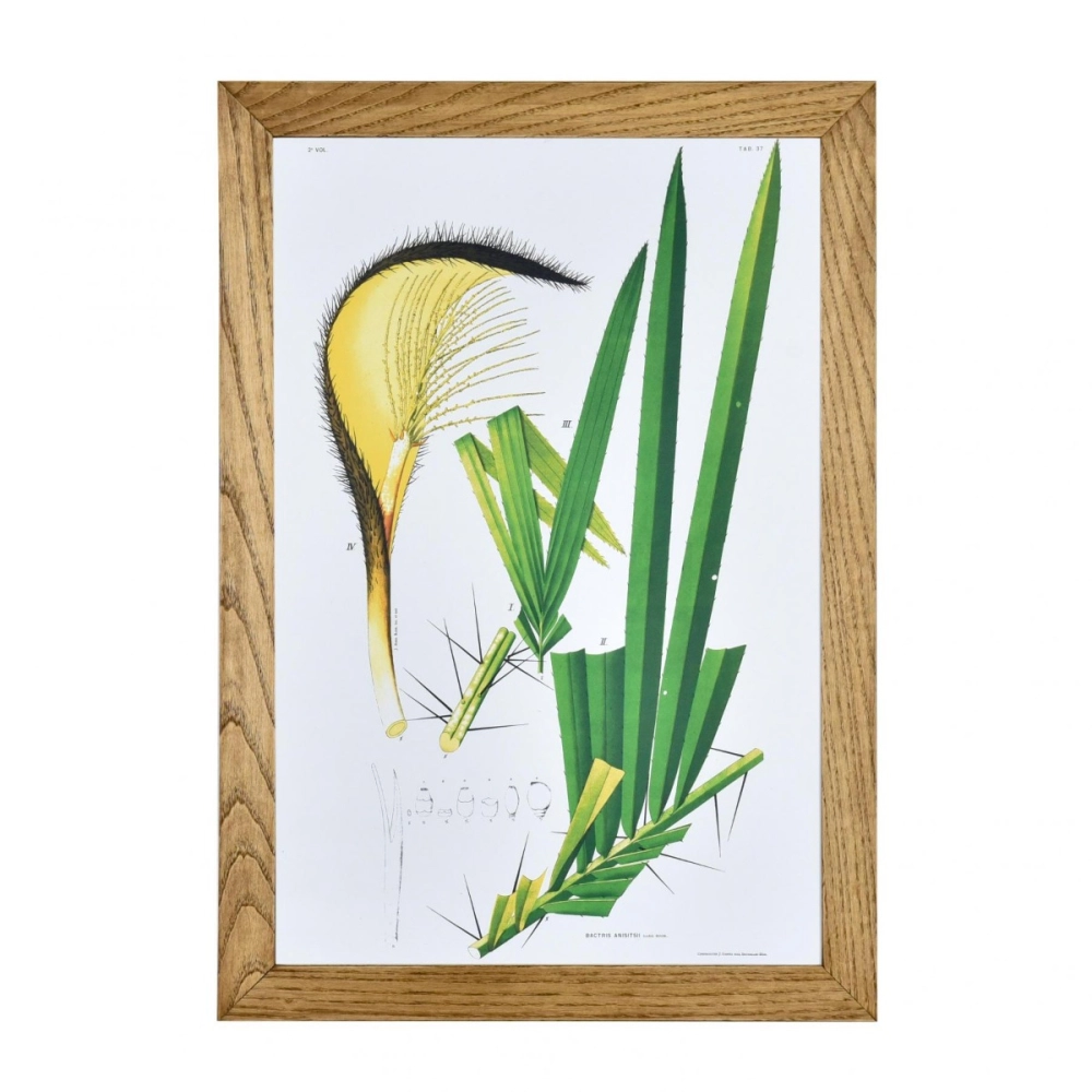 Gravura Botânica III