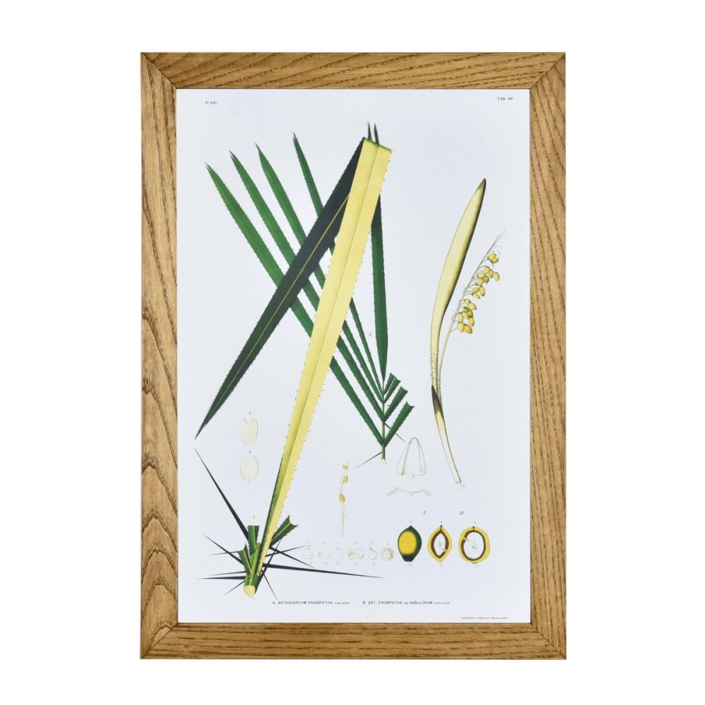 Gravura Botânica IV