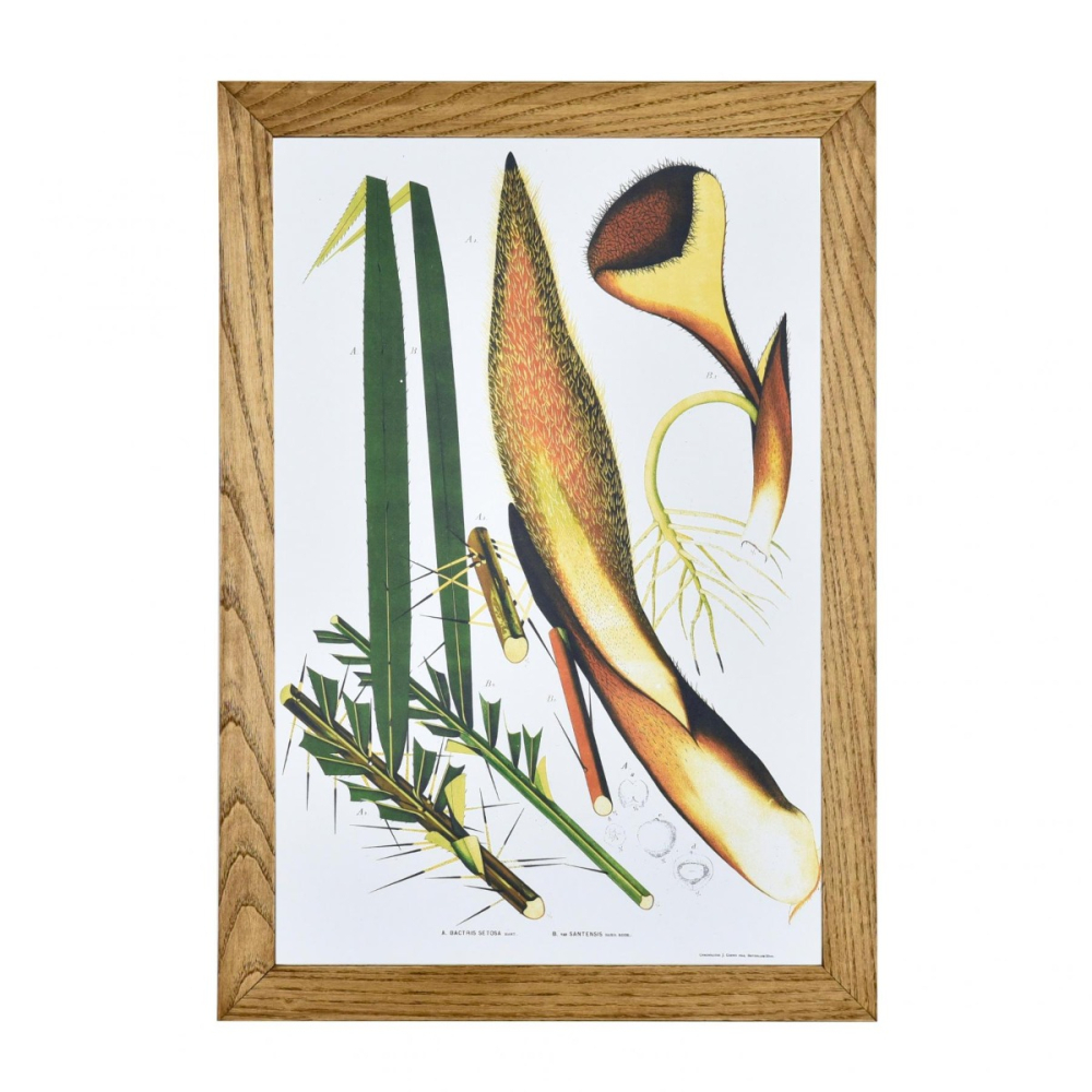 Gravura Botânica IX