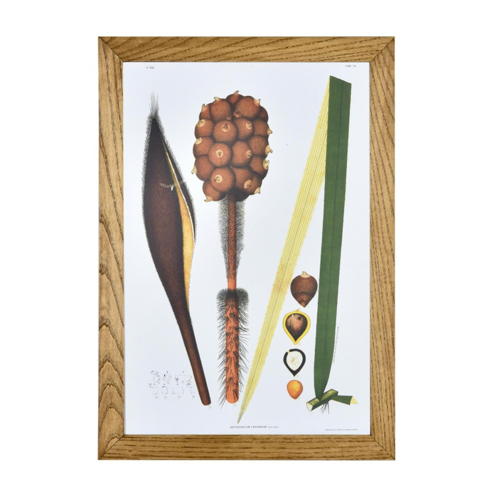 Gravura Botânica VI