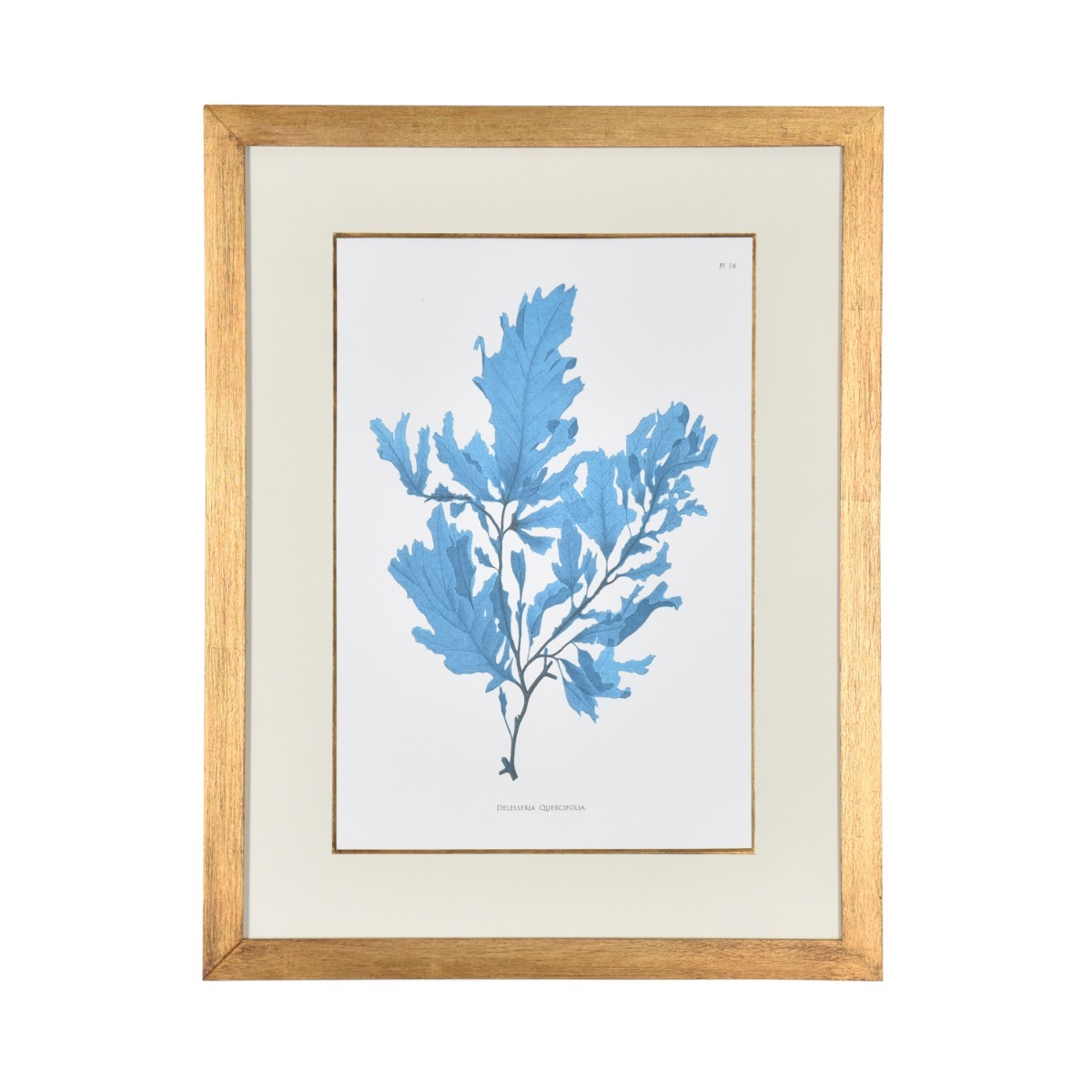 Gravura Coral Azul I - SKU 07202101