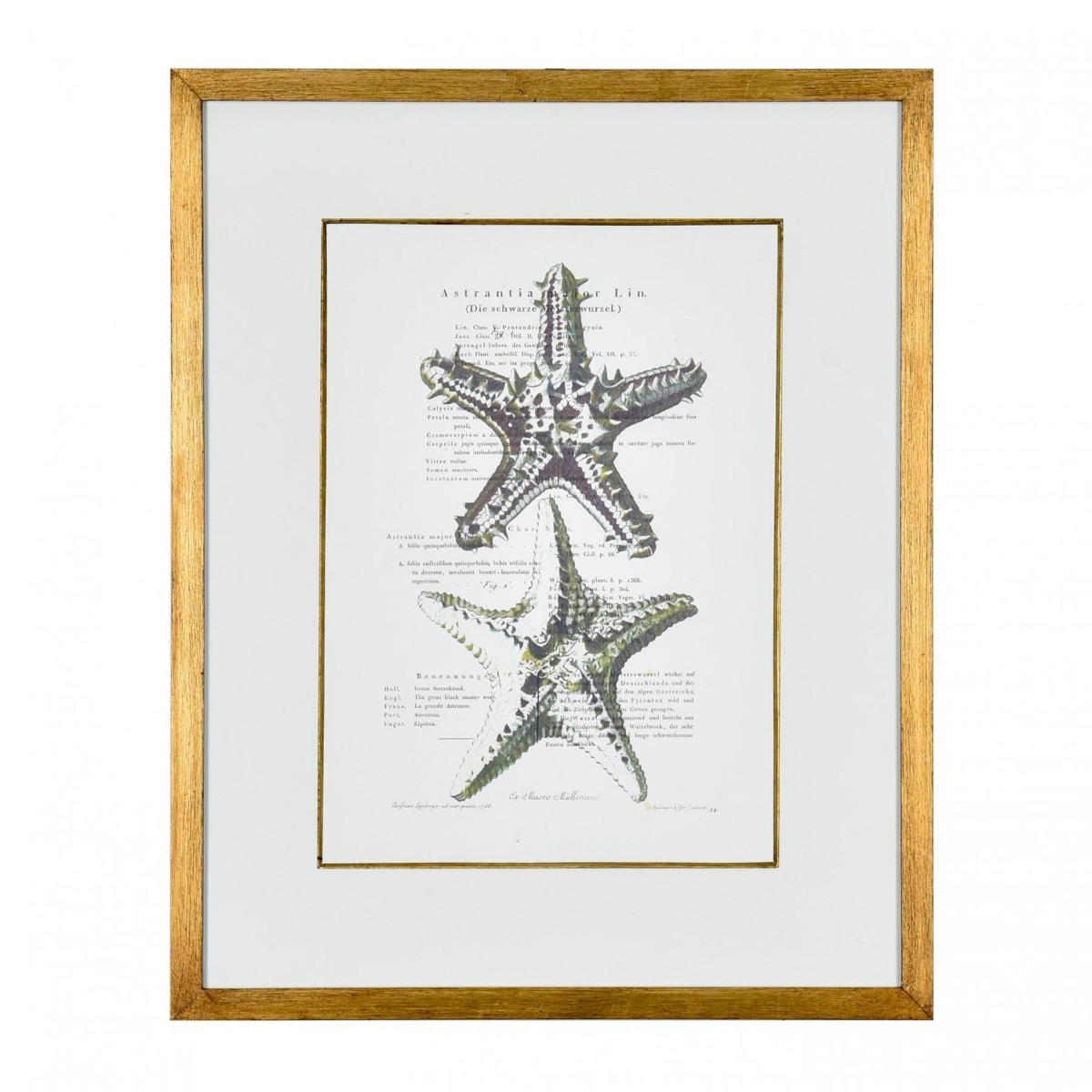 Gravura Estrela do Mar I - SKU 07202408