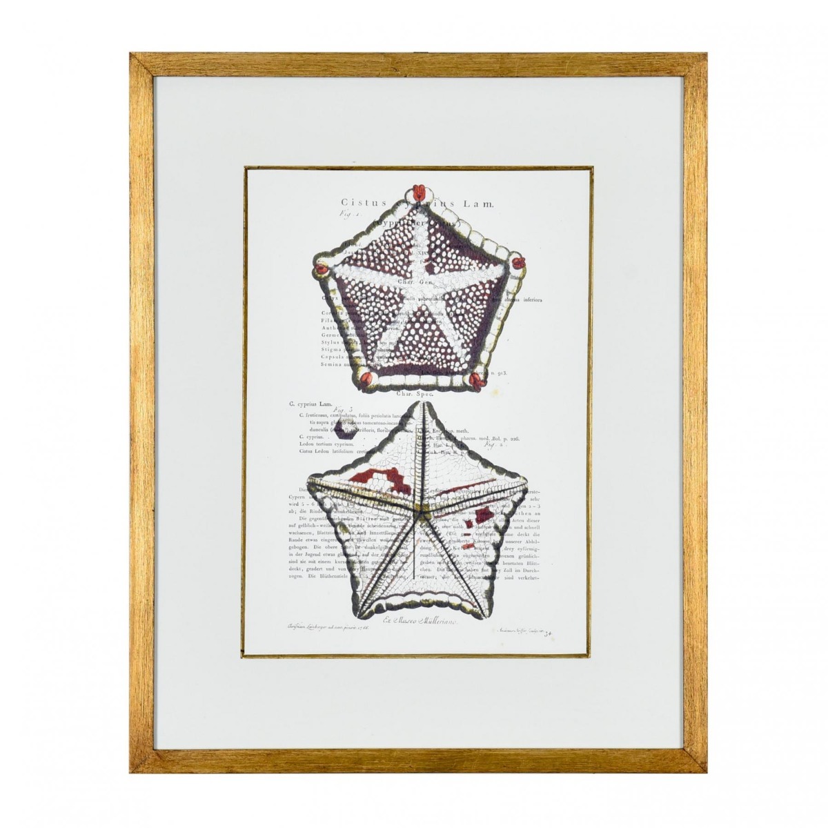 Gravura Estrela do Mar II - SKU 07202408V1
