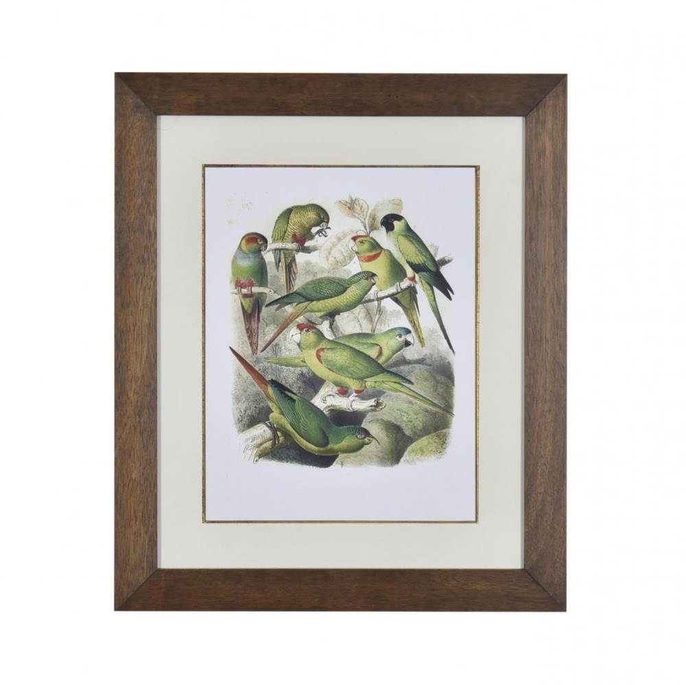 Gravura Pássaros Coloridos IV