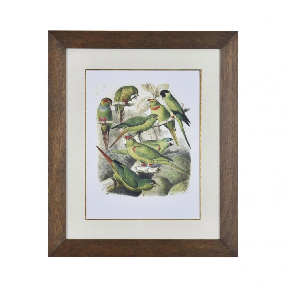 Gravura Pássaros Coloridos IV Gravura Pássaros Coloridos IV