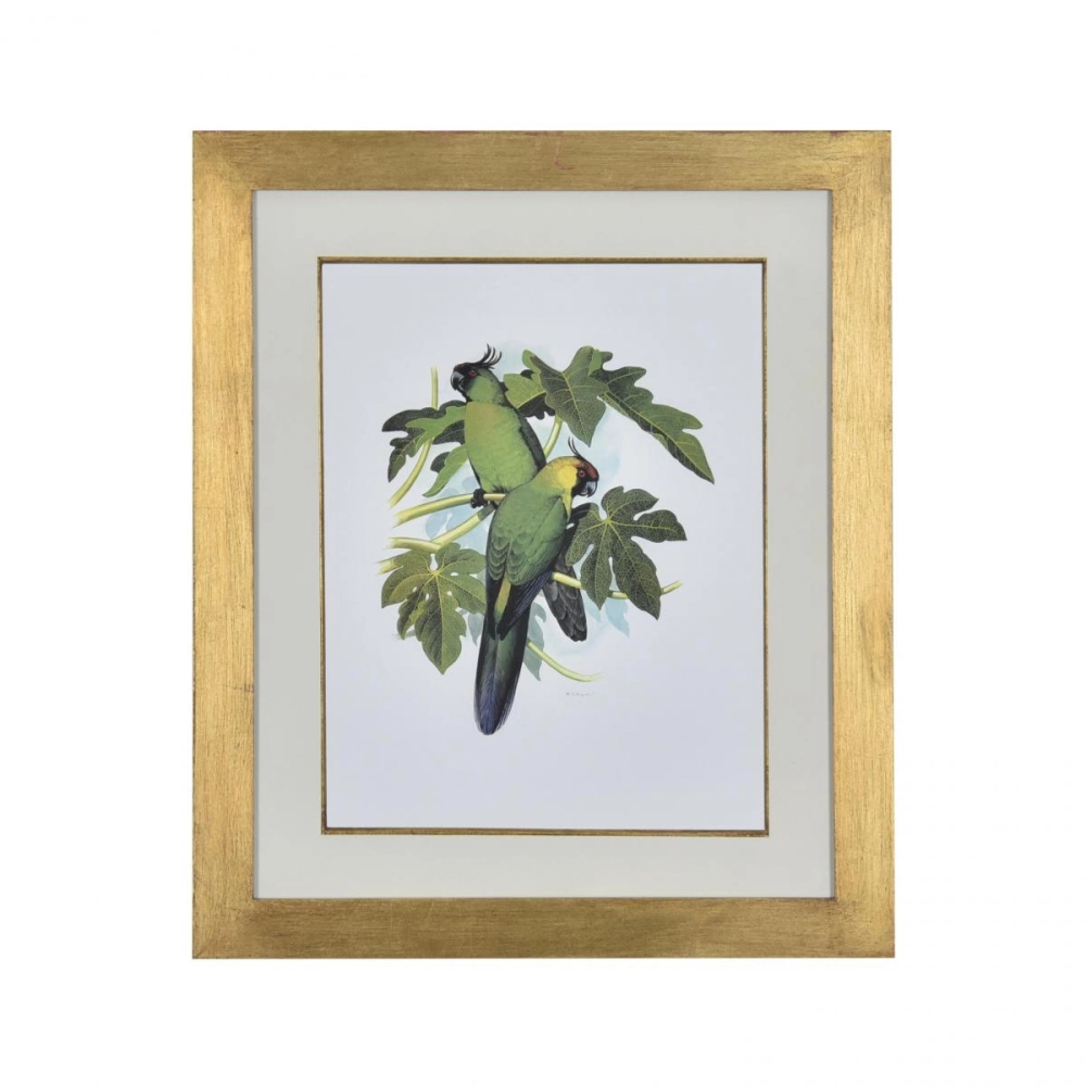 Gravura Periquito VII Gravura Periquito VII