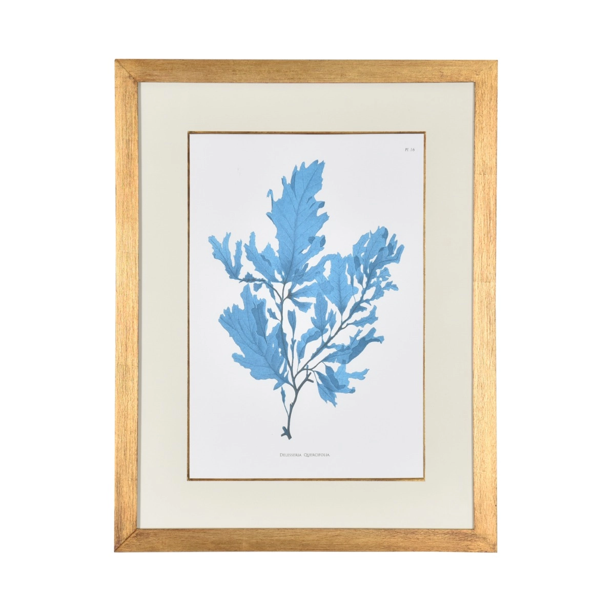 Gravura Coral Azul I