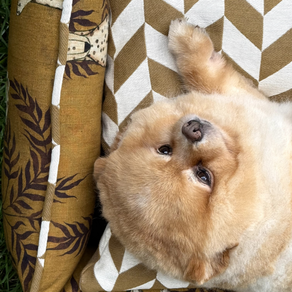 Cama London Dogs Oslo Cama London Dogs Oslo