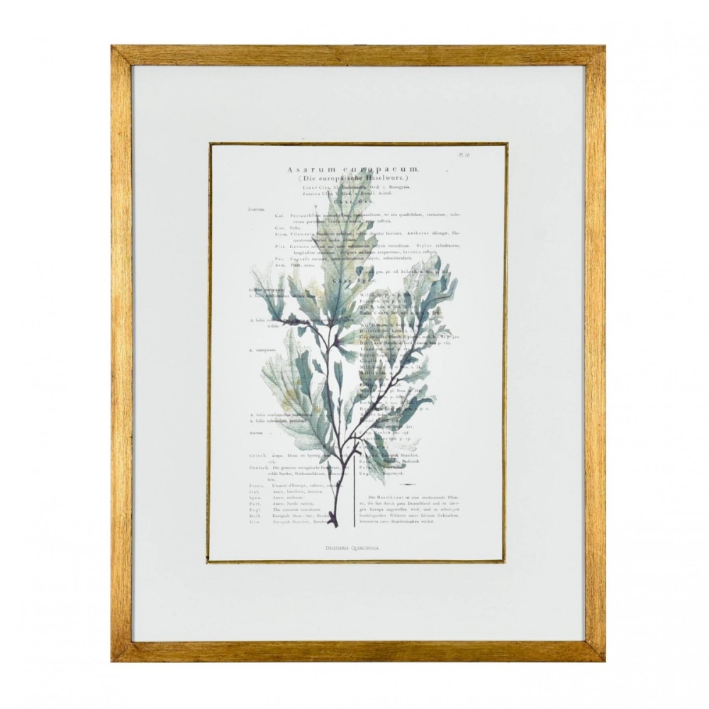 Gravura Algas do Mar III