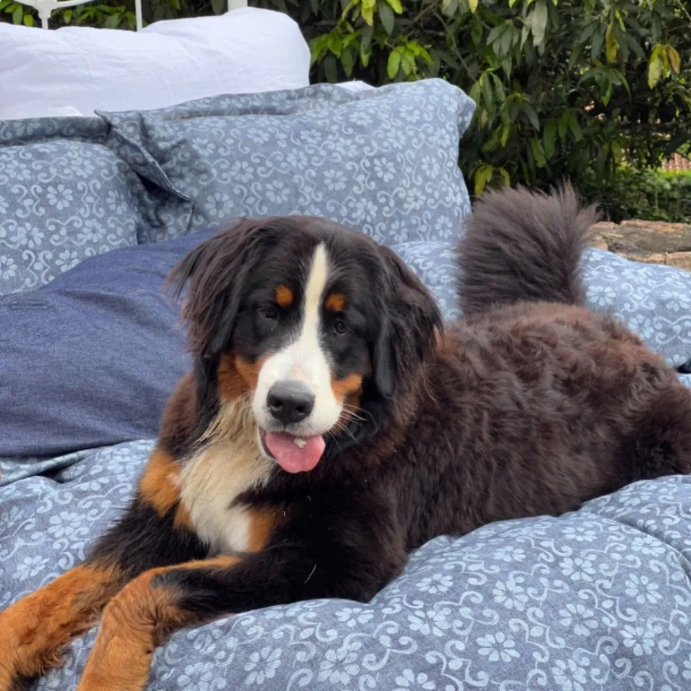 Kit Duvet Denim Flor Jeans King Kit Duvet Denim Flor Jeans King