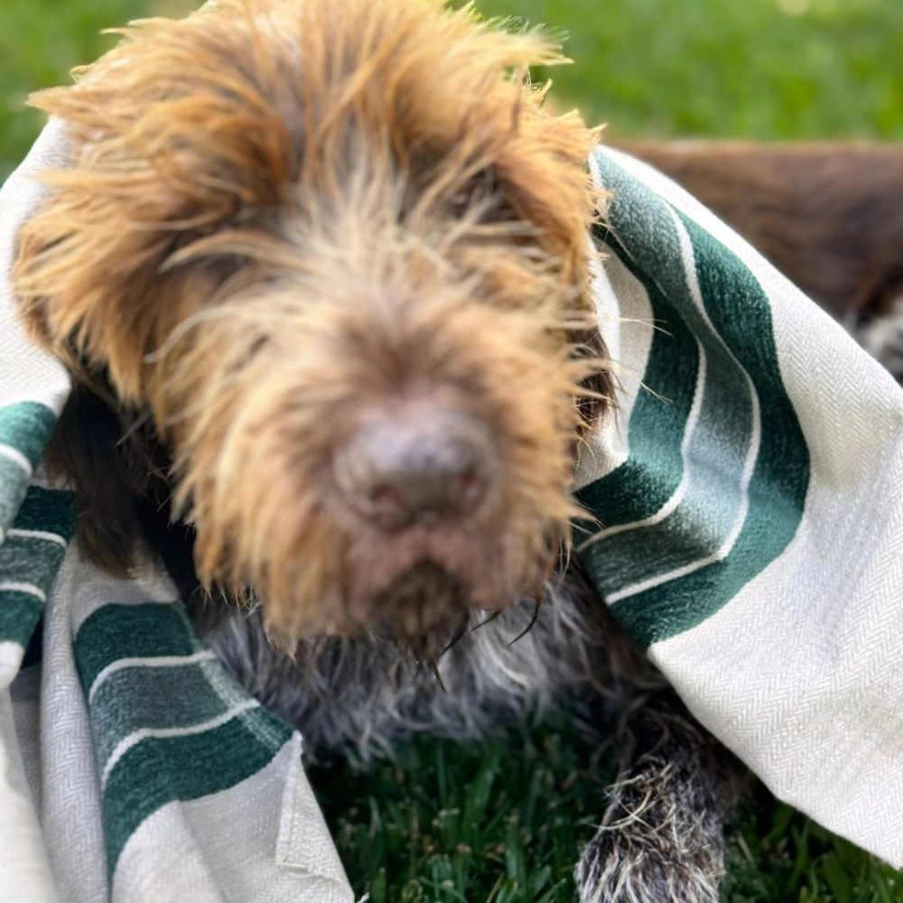 Tecido Lista Chenille Esmeralda